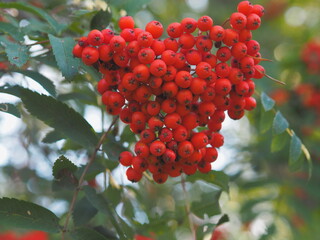 red rowan berries on a branch