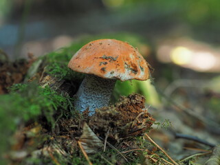 Fototapeta premium mushroom in the forest