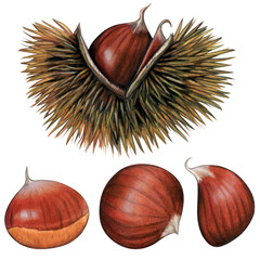 Watercolor hand drawn realistic chestnuts