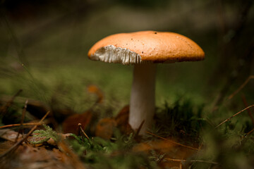 close-up of edible russula mushroom with broken cap in the forest. - obrazy, fototapety, plakaty