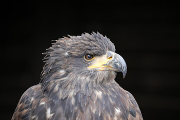 Greifvogel