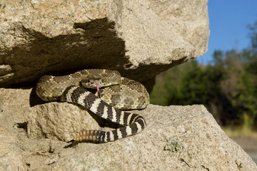 Northern Pacific Rattlesnake in defensive posture on a cliff face in the foothills of the Cascade...