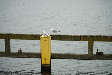 Seagulls sit on the fence near the port.