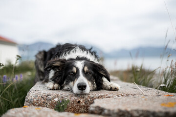 Border Collie liegend vor schönem natürlichem Hintergrund