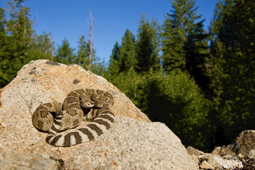 Northern Pacific Rattlesnake coiled and poised to strike, on a boulder with evergreen forest habitat in the Pacific Northwest © tomreichner