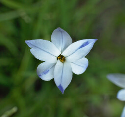 Little star flower Tristagma uniflorum. Pale blue, white and lilac color. Formed by six overlapping petals three by three.