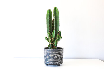 Cereus Peruvianus cactus in ornamental flowerpot on white furniture against bright wall