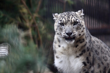 close up portrait of snow leopard