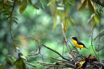 yellow billed hornbill
