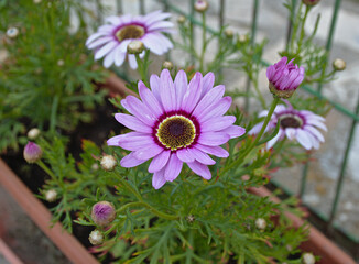 Bush daisy flower Argyranthemum frutescens (L.) Webb. Plant in a garden pot. Pink and purple colors.