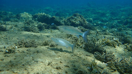 Golden grey mullet (Chelon auratus) undersea, Aegean Sea, Greece, Halkidiki