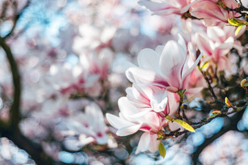 Beautiful Light Pink Magnolia Tree with Blooming Flowers during Springtime in English Garden, UK. Spring floral background