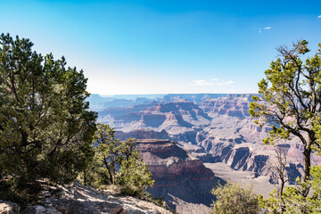 Trees growing on the brim of the precipice of the Grand Canyon.