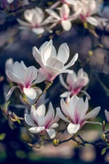 Foto op Canvas Beautiful Light Pink Magnolia Tree with Blooming Flowers during Springtime in English Garden, UK. Spring floral background © manuta