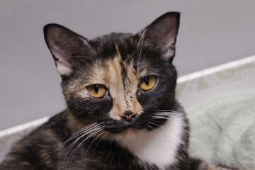 Tricolor cat with a small kitten. fluffy animal close-up, feeding cat with yellow eyes