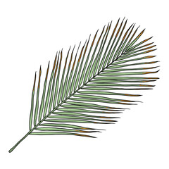 Jungle exotic tropical leaves, green natural palm leaf on white background. Vector. - obrazy, fototapety, plakaty