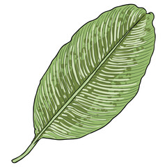 Botanical hand drawn banana tree leaf. Banana leaves palm branch tropical element, fruit bush leaves drawing. Vector.