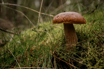 Fototapeta premium Close-up view on brown boletus mushroom in the green grass in the forest. Edible mushroom.