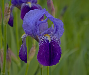 Macro photography of Blue Lily, Iris Germanica. Traditionally grown in gardens, purple and blue flowers.