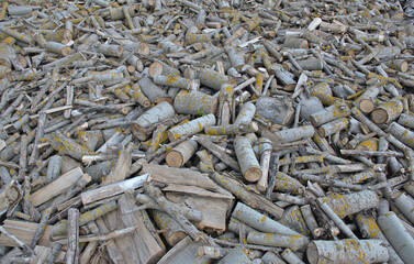 Pile of firewood cut into small logs. Fast-growing hybrid poplar in the drying phase for use in a...