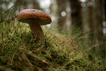 adorable close-up on brown boletus mushroom in the green grass in the forest. Edible mushroom.