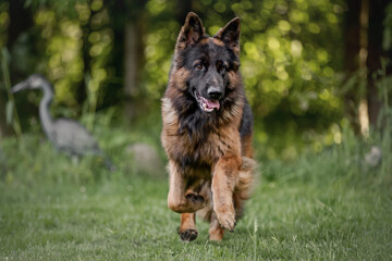 Deutscher Schäferhund DSH Rüde in der Natur