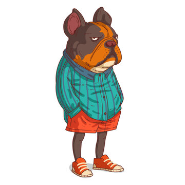 A Grumpy Urban Dog, isolated vector illustration. Cartoon picture of a serious French bulldog in casual outfit. Drawn animal sticker. An anthropomorphic dog on white background. A dressed animal.