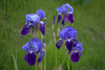 Iriz germanica flowers on a grassy slope. Bouquet of purple and blue flowers.