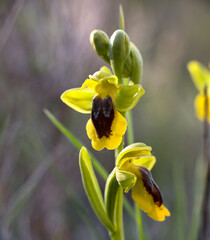 Orchid inflorescence Ophrys lutea. Yellow flowers on the sides and reddish-black in the center. Located in Munilla, La Rioja, Spain.