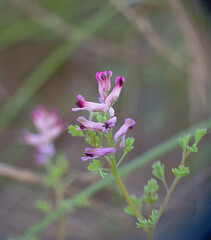 Small flowers of Fumaria officinalis L., Commonly called Blood of Christ. Pink flowers.