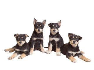 Sibling Siberian husky rescue blend pups flaunt floppy and pointed ears for puppy portraits isolated