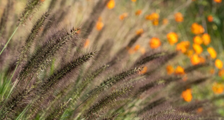 Ornamental Chinese fountain grass by name Pennisetum Alopecuroides Red Head, photographed in early autumn with a macro lens at RHS Wisley garden 
near Woking in Surrey UK. Orange geum flowers behind.