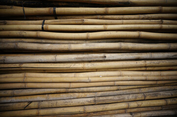 Bamboo texture 