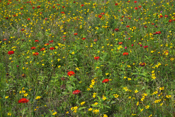 Fleurs des champs jaunes et rouges