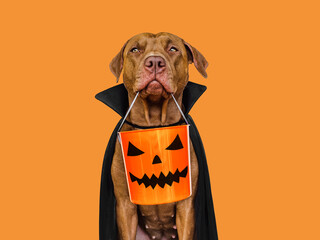 Charming, lovable brown dog and Count Dracula costume. Bright background. Close-up, indoors. Studio...