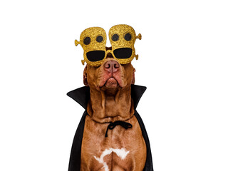 Charming, lovable brown dog and Count Dracula costume. Bright background. Close-up, indoors. Studio shot. Congratulations for family, relatives, loved ones, friends and colleagues. Pet care concept