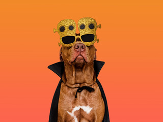 Charming, lovable brown dog and Count Dracula costume. Bright background. Close-up, indoors. Studio shot. Congratulations for family, relatives, loved ones, friends and colleagues. Pet care concept