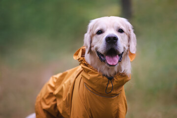 A dog in the woods in the fall. Golden Retriever in yellow raincoat walking in the park. The concept of caring for pets.