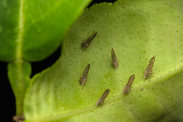 Citrus psyliid adults at the backside of the citrus leaf plant. These psyllids responsible for...