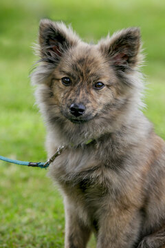 Middenslag Keeshond Puppy