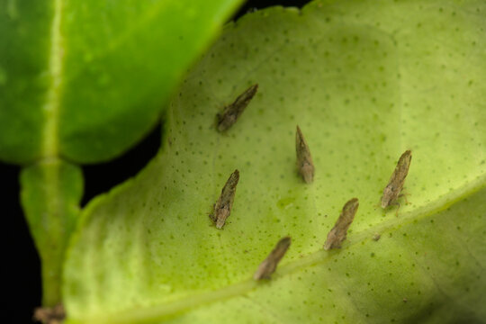 Citrus psyliid adults at the backside of the citrus leaf plant. These psyllids responsible for spreading citrus greening disease which is one of the most destructive diseases of citrus worldwide.