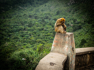 shy monkey in green Africa 
