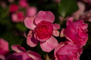 Blooming beautiful bunch of  roses in the garden