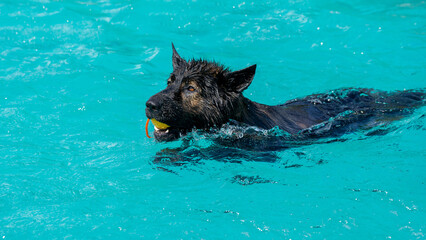 Fototapeta premium german shepherd dog swimming in the pool with a ball in his mouth. Happy dog in water. Happy Dog swimming