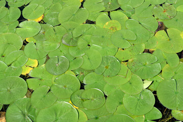 Lily Pads floating in a pond
