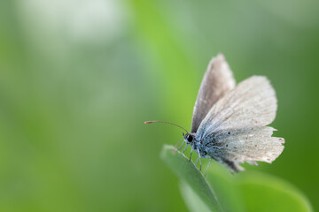 Close-up of a butterfly, an older blue, perched on a long leaf against a green background in the sunshine. The insect's wings are frayed.