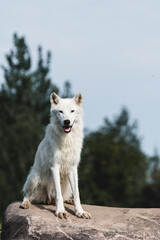 Arctic Wolf
