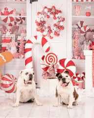 two english bulldogs sitting with christmas set