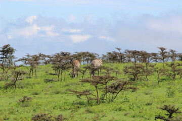Zebras in the serengeti