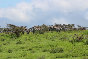 herd of zebras in the savannah